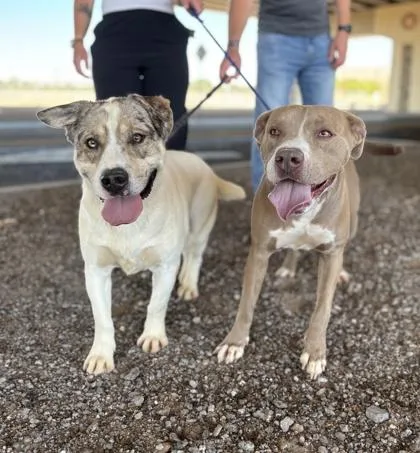An adult medium-sized male Mixed Breed dog named Vaquero for adoption in El Paso, TX