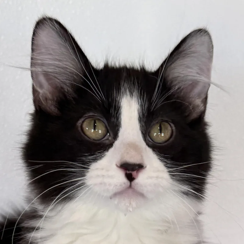 A baby medium-sized male Domestic Short Hair cat named Shoe String for adoption in Auburn, NE