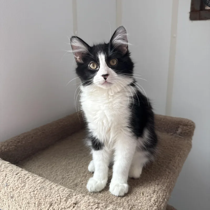 Shoe String thumbnail 2