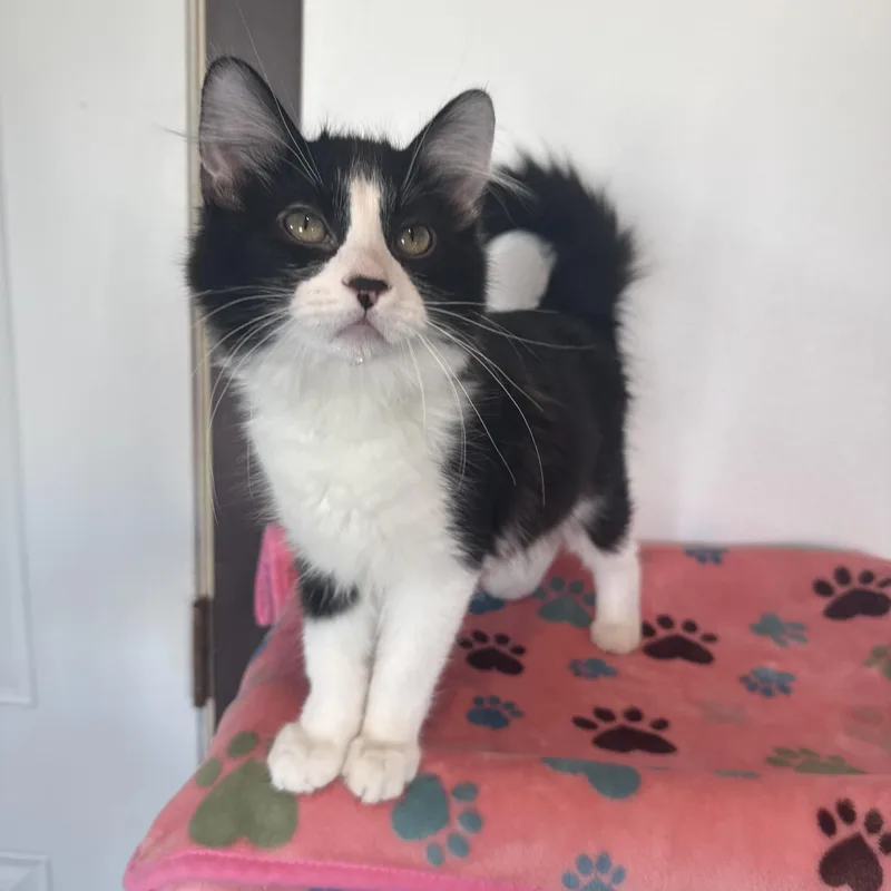 Shoe String thumbnail 3