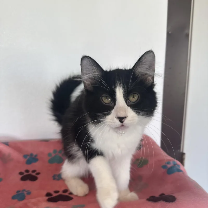 Shoe String thumbnail 4