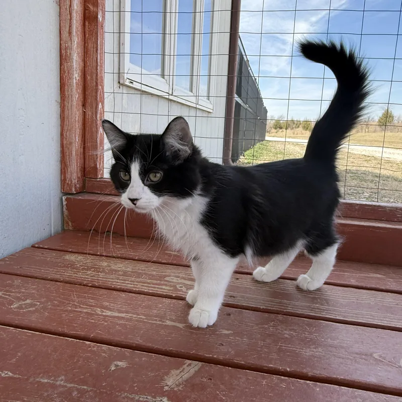 Shoe String thumbnail 5