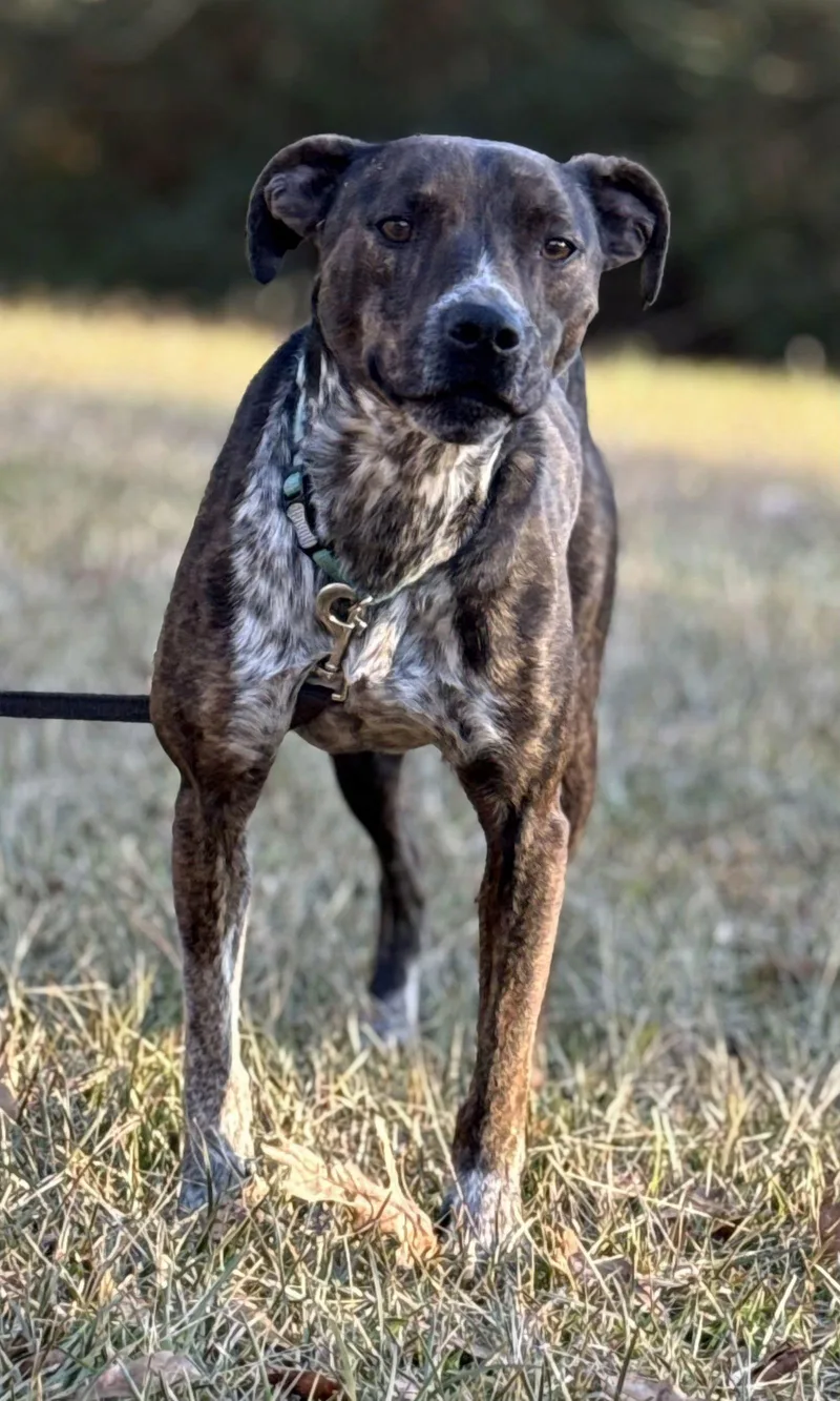 A young medium-sized female Mountain Cur dog named Mary Ellen for adoption in Attalla, AL