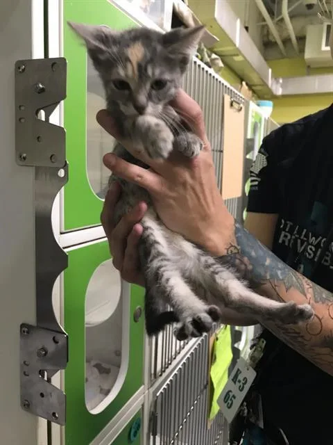 A young small-sized female Domestic Short Hair cat named Tiana for adoption in Indianapolis, IN