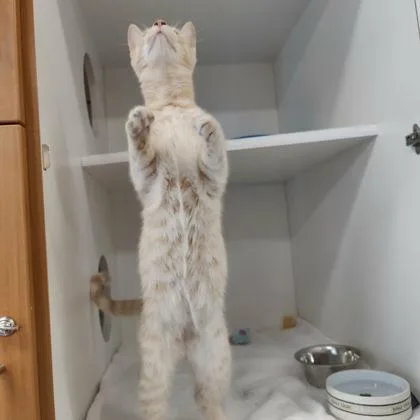 An adult medium-sized male Domestic Short Hair cat named Mello for adoption in Voorhees, NJ