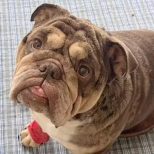 Bubbadoo