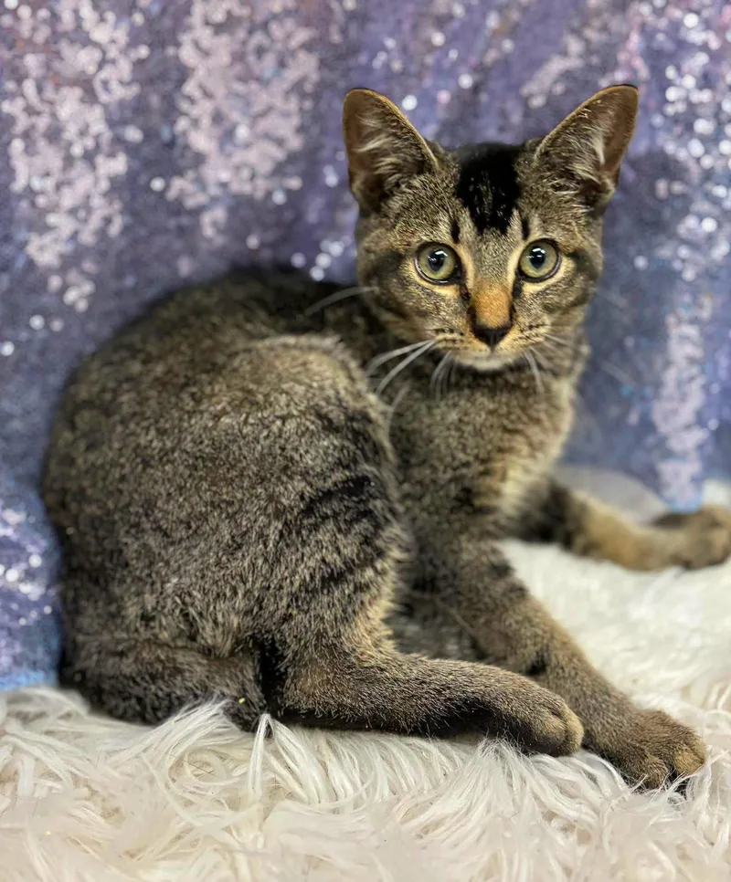 A young medium-sized male Domestic Short Hair cat named Scrabble for adoption in Clarkesville, GA