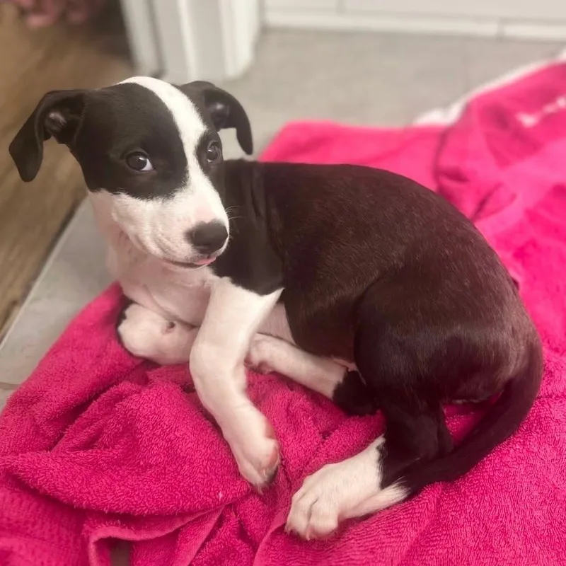 A baby medium-sized female Black Hound dog named Star for adoption in Myrtle Beach, SC