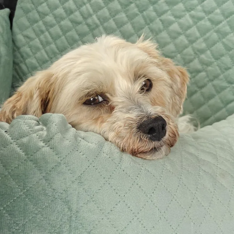 Lily thumbnail 3