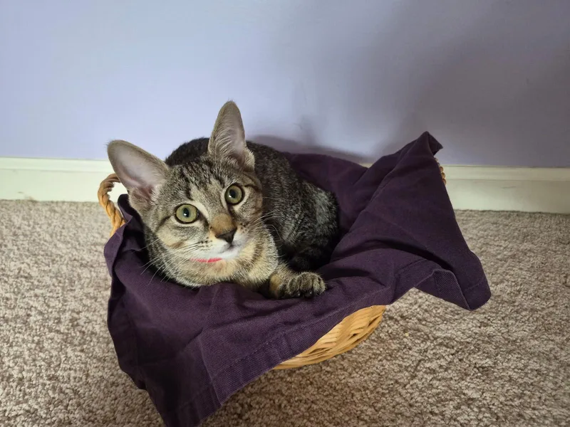 A baby medium-sized female Tabby (Brown / Chocolate) Domestic Short Hair cat named Emily for adoption in Leesburg, VA