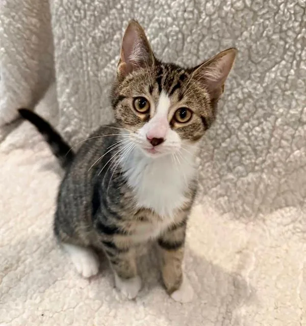 A baby small-sized male Domestic Short Hair cat named Haymitch for adoption in Canfield, OH