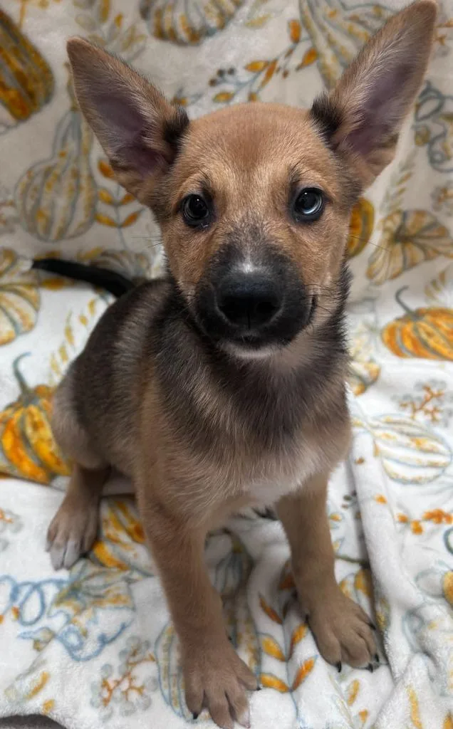 A baby small-sized male Chow Chow dog named Ogre for adoption in Madison, GA