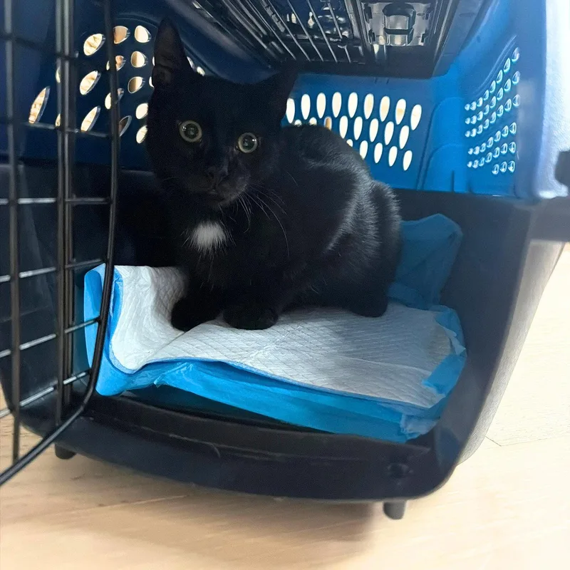 A young medium-sized male Black Domestic Short Hair cat named Saint for adoption in Brooklyn, NY