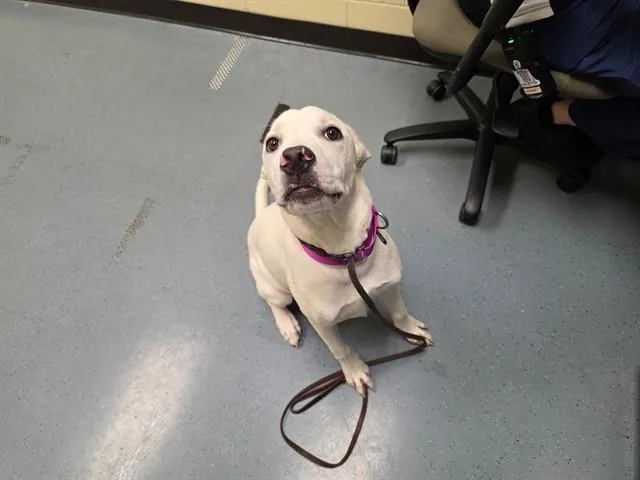 A young small-sized female Labrador Retriever dog named Nova for adoption in Denver, CO