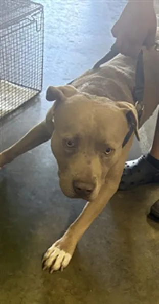 A young large-sized male Pit Bull Terrier dog named Shane for adoption in Los Angeles, CA