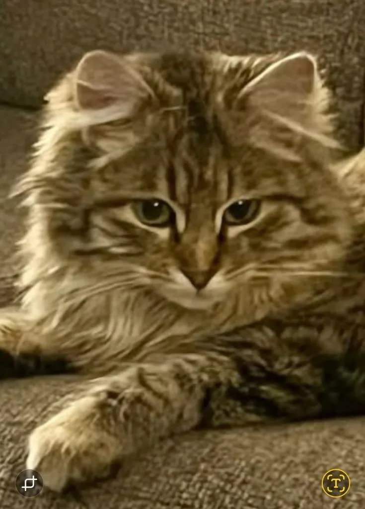 Missy