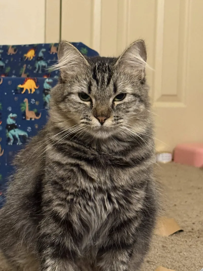 Artemis