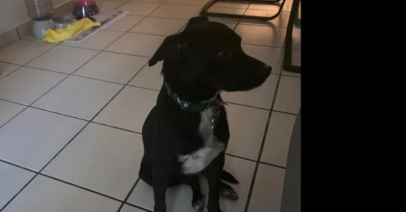 A young medium-sized male Tricolor (Brown, Black, & White) Mixed Breed dog named Oreo for adoption in Naranjito, PR