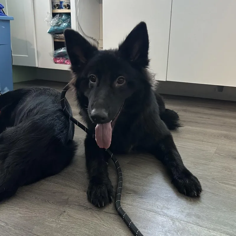 A senior small-sized female Black German Shepherd Dog dog named Negrita for adoption in Tampa, FL
