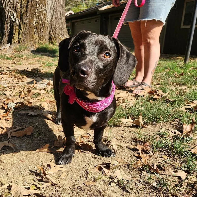 A young medium-sized female Black Dachshund dog named Meadow for adoption in Hackett, AR
