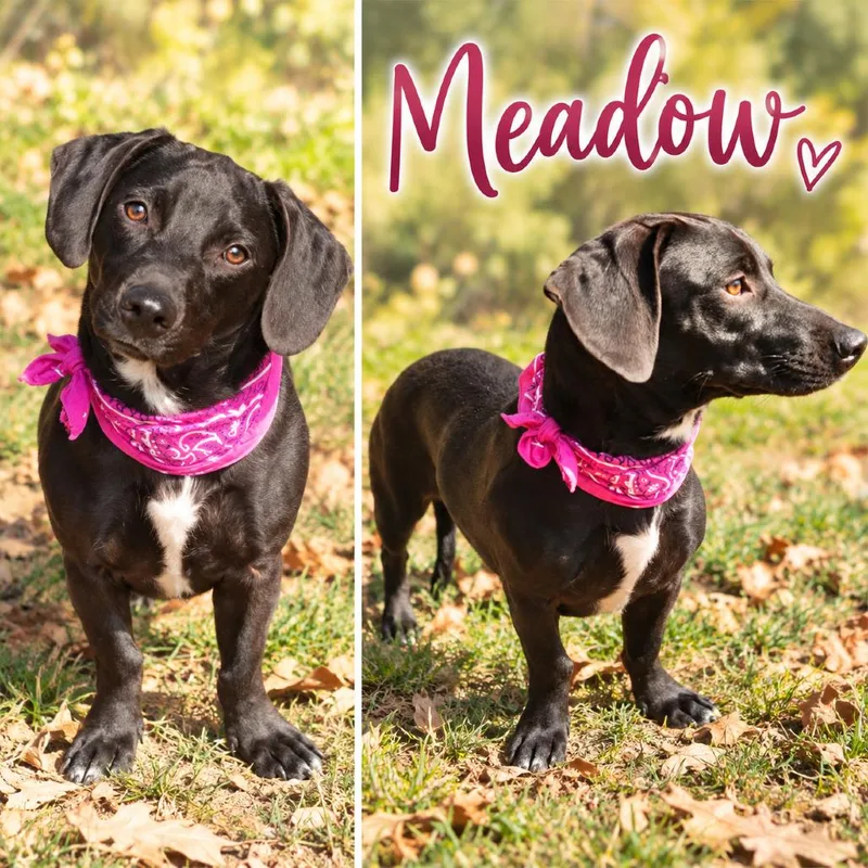 Meadow thumbnail 4