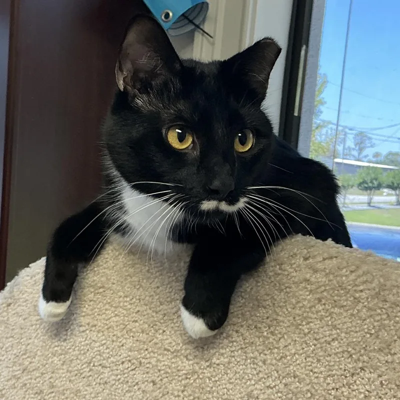 An adult large-sized female Black Domestic Short Hair cat named Bootsy for adoption in Lakeland, FL