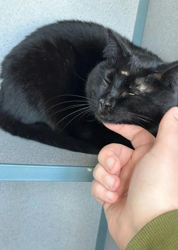 An adult medium-sized female Domestic Short Hair cat named Mia for adoption in Skillman, NJ