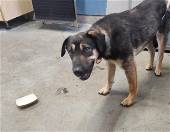 An adult large-sized male German Shepherd Dog dog named Waylan for adoption in Camarillo, CA