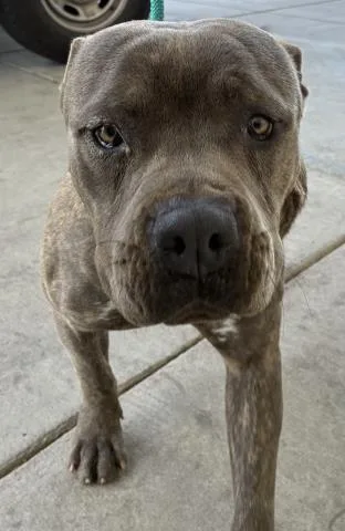 An adult large-sized male Pit Bull Terrier dog named Rascal for adoption in Bakersfield, CA