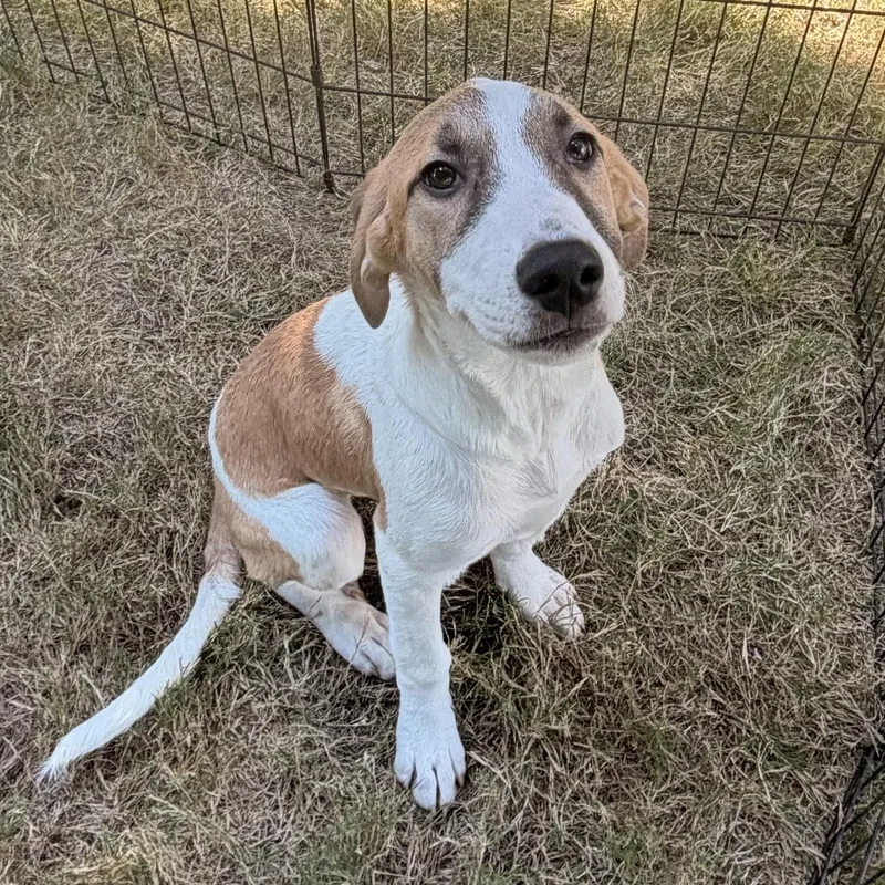 A young large-sized female Anatolian Shepherd dog named Cake for adoption in Pilot Point, TX