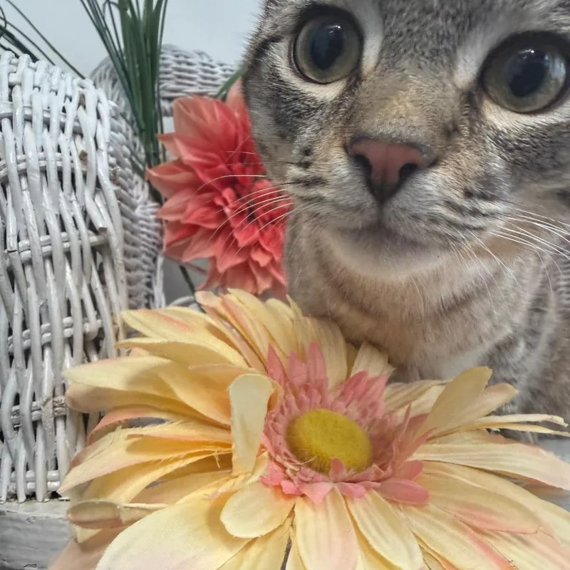 A young medium-sized male Brown / Chocolate Domestic Short Hair cat named Bon Voyage for adoption in Eaton Rapids, MI