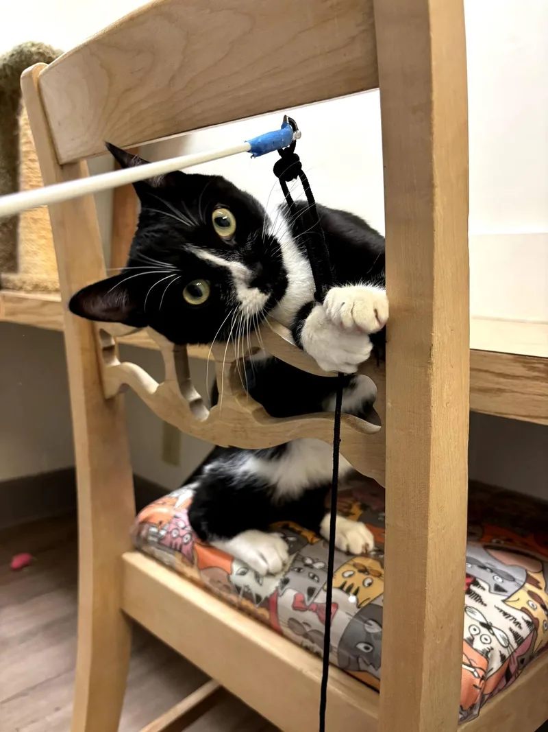 An adult medium-sized female Black & White / Tuxedo Domestic Short Hair cat named Disney for adoption in Milwaukee, WI