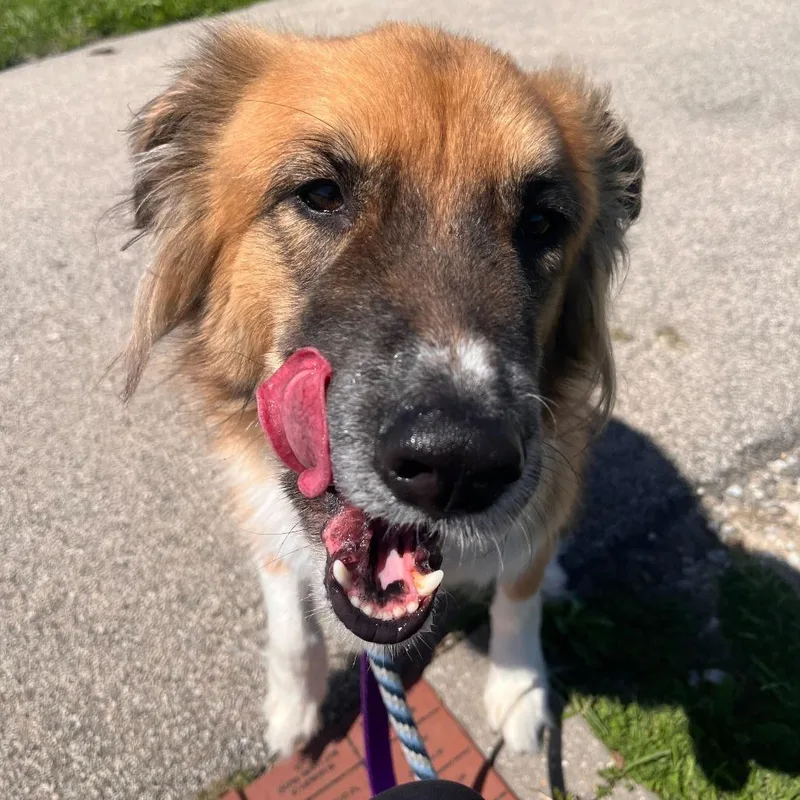 An adult medium-sized female Brown / Chocolate Collie dog named Yumi for adoption in Matteson, IL