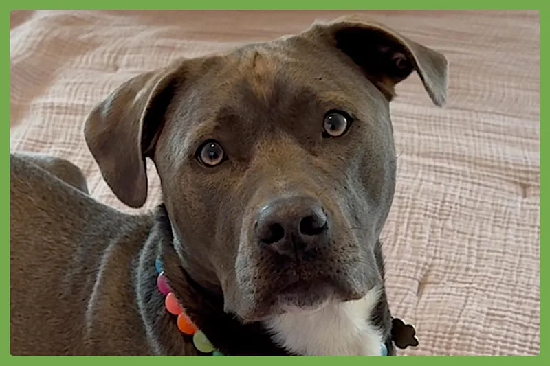 An adult large-sized male Gray / Blue / Silver Labrador Retriever dog named Norman for adoption in Amherst, MA
