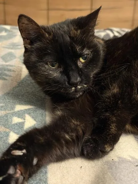 A senior medium-sized female Domestic Short Hair cat named Missy for adoption in Ridgewood, NY