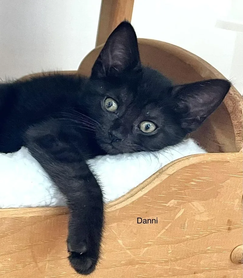 A baby small-sized female Black Domestic Short Hair cat named Danni for adoption in Duxbury, MA