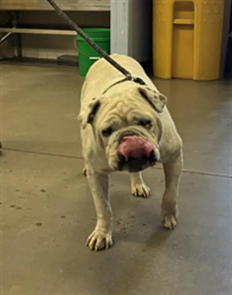 An adult large-sized female American Bulldog dog named Mindy for adoption in Phoenix, AZ