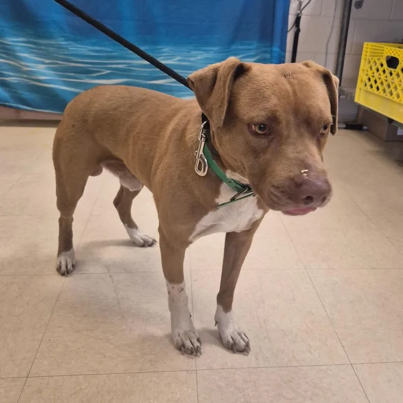 An adult medium-sized male Brown / Chocolate Mixed Breed dog named Rolo for adoption in Lake Panasoffkee, FL