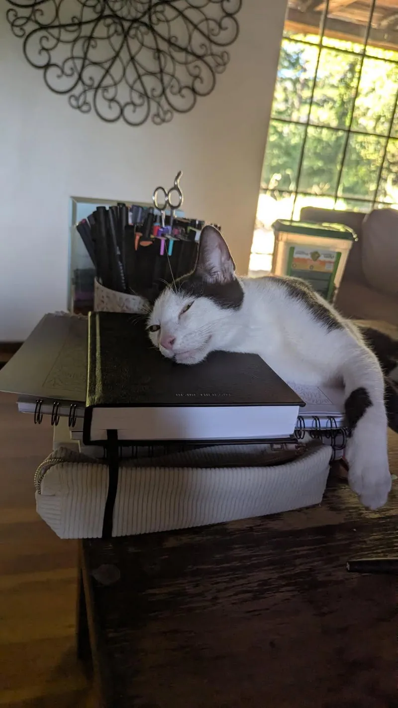 A baby medium-sized male Black & White / Tuxedo Domestic Short Hair cat named Taurus for adoption in San Jose, CA