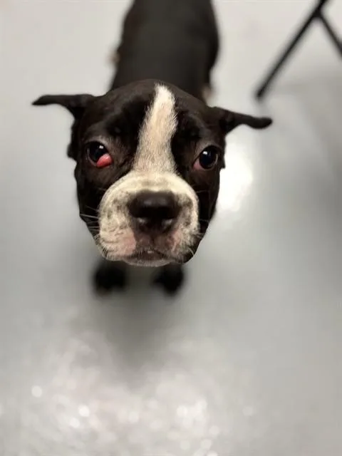 A baby small-sized male Mixed Breed dog named Lightning for adoption in Saint Cloud, FL