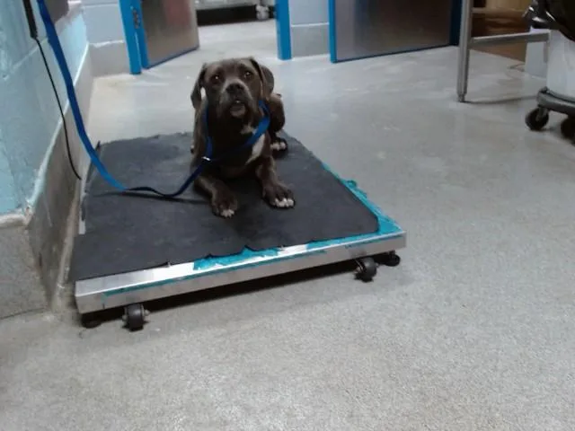 A young small-sized female Pit Bull Terrier dog named Roadie for adoption in Albuquerque, NM