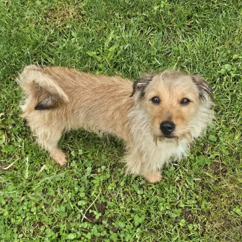 A young small-sized male White / Cream Border Terrier dog named Benny for adoption in Rochester, NY
