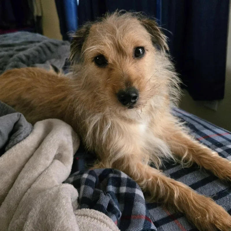 Benny thumbnail 2