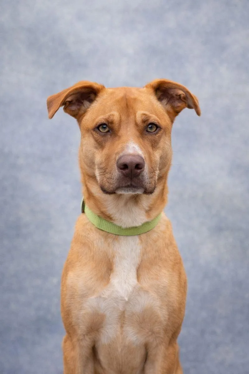 A young medium-sized male Yellow / Tan / Blond / Fawn American Staffordshire Terrier dog named Cooper for adoption in las vegas, NV