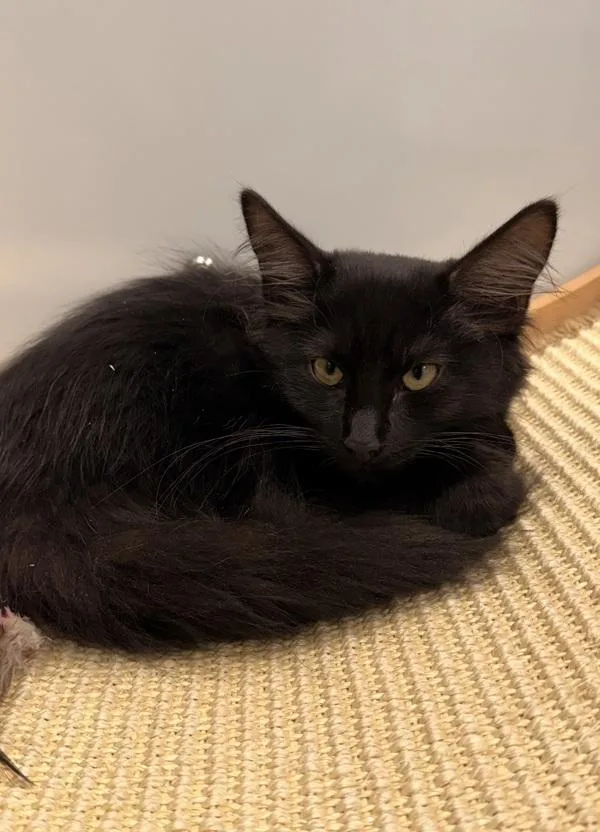 A baby small-sized male Domestic Medium Hair cat named Ray for adoption in Canton, GA