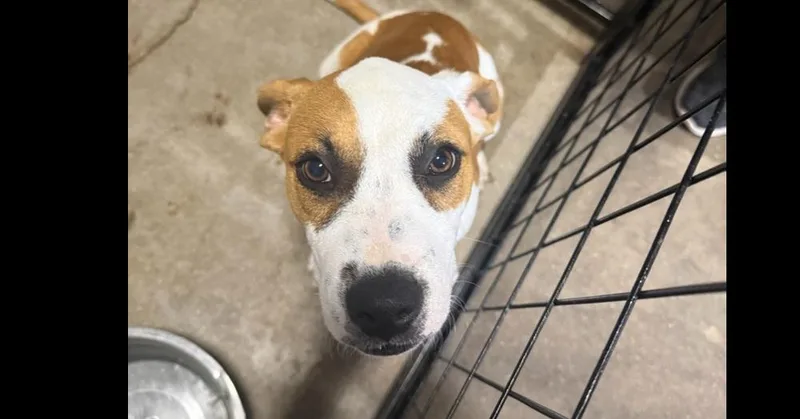A baby medium-sized male Tricolor (Brown, Black, & White) Pit Bull Terrier dog named Fig for adoption in Papillion, NE