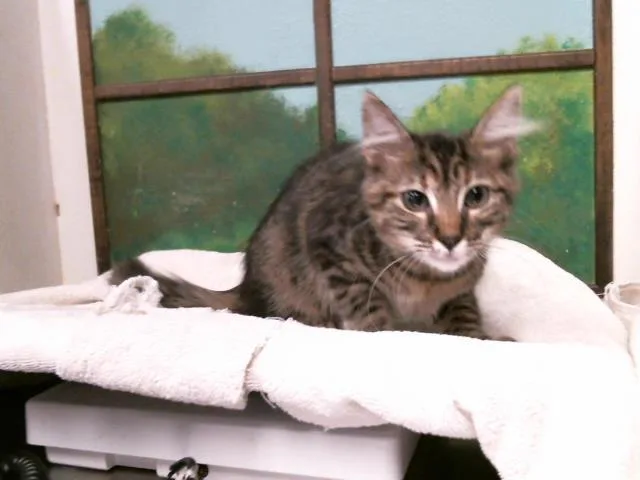 A baby small-sized female Domestic Long Hair cat named Nina for adoption in Houston, TX