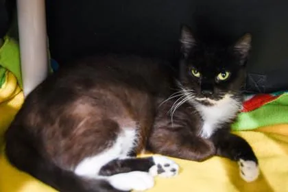 An adult medium-sized female Domestic Short Hair cat named Lilly for adoption in Ringoes, NJ