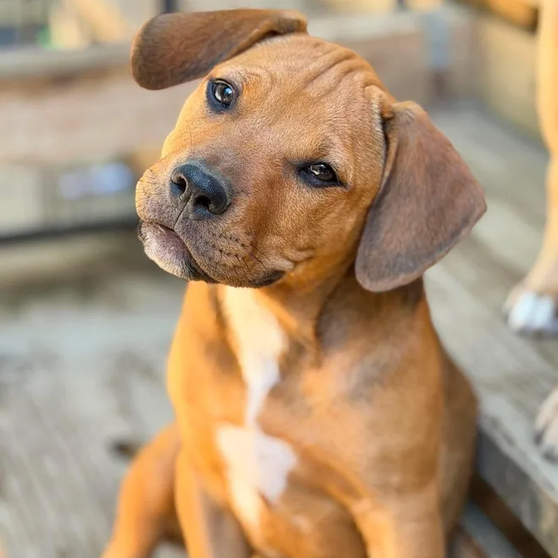 A baby medium-sized female Sable Mixed Breed dog named Lexi for adoption in BONIFAY, FL