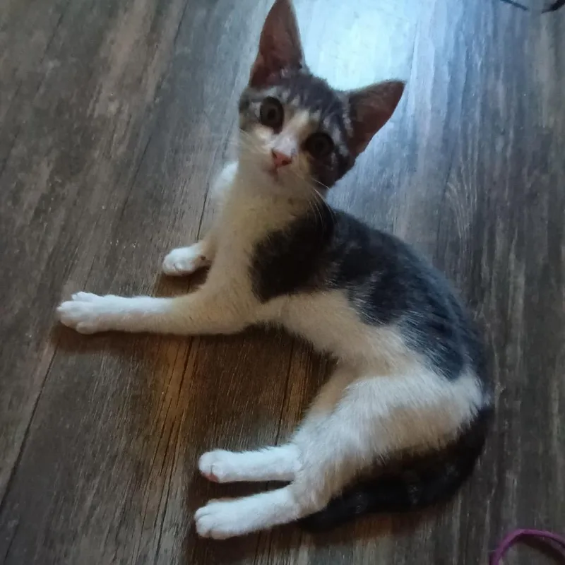A baby small-sized female Gray / Blue / Silver Domestic Short Hair cat named Rikki for adoption in Spokane, WA